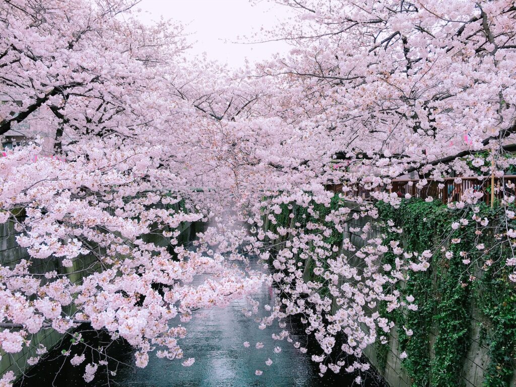 桜写真