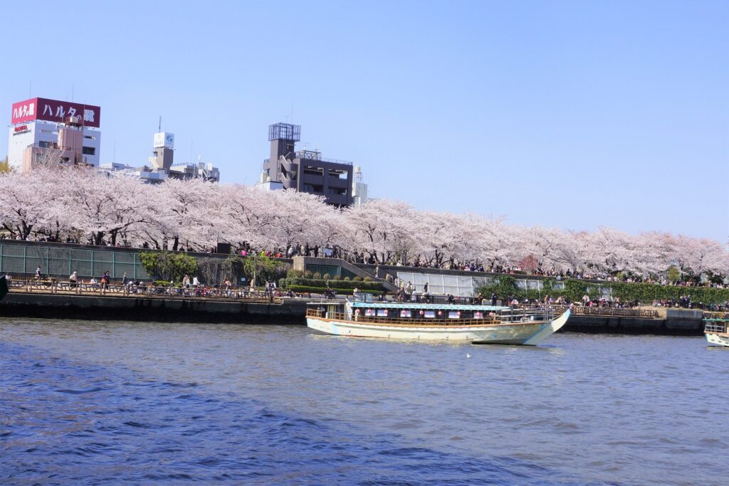 桜並木と屋形船