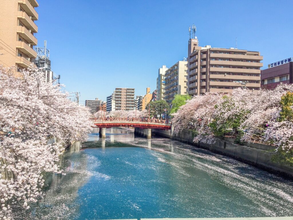 桜並木沿いの川