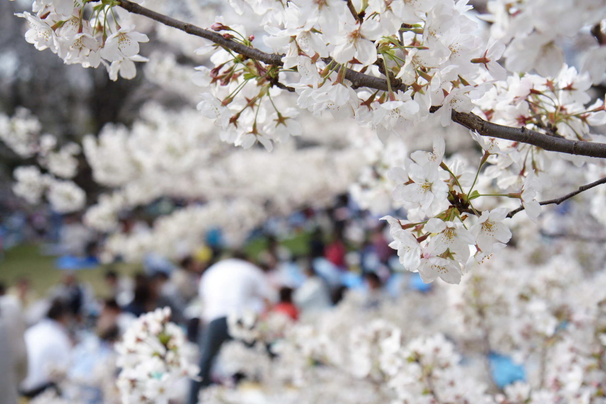 桜とお花見