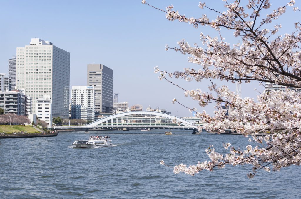 満開の桜とクルーズが通る川