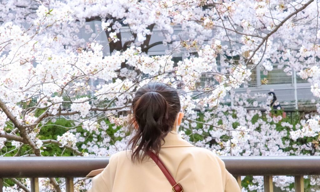 満開の桜を見る女性