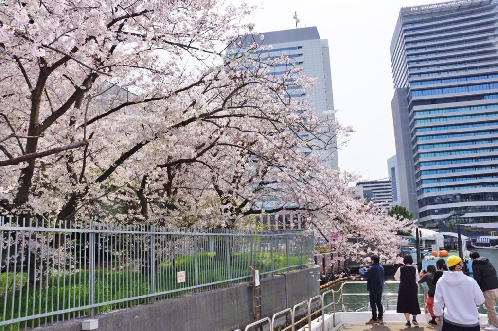 満開の桜