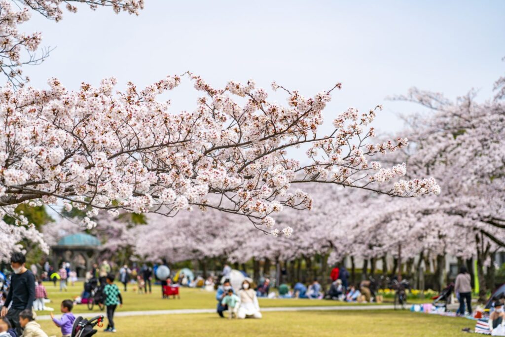 満開の桜の下でお花見