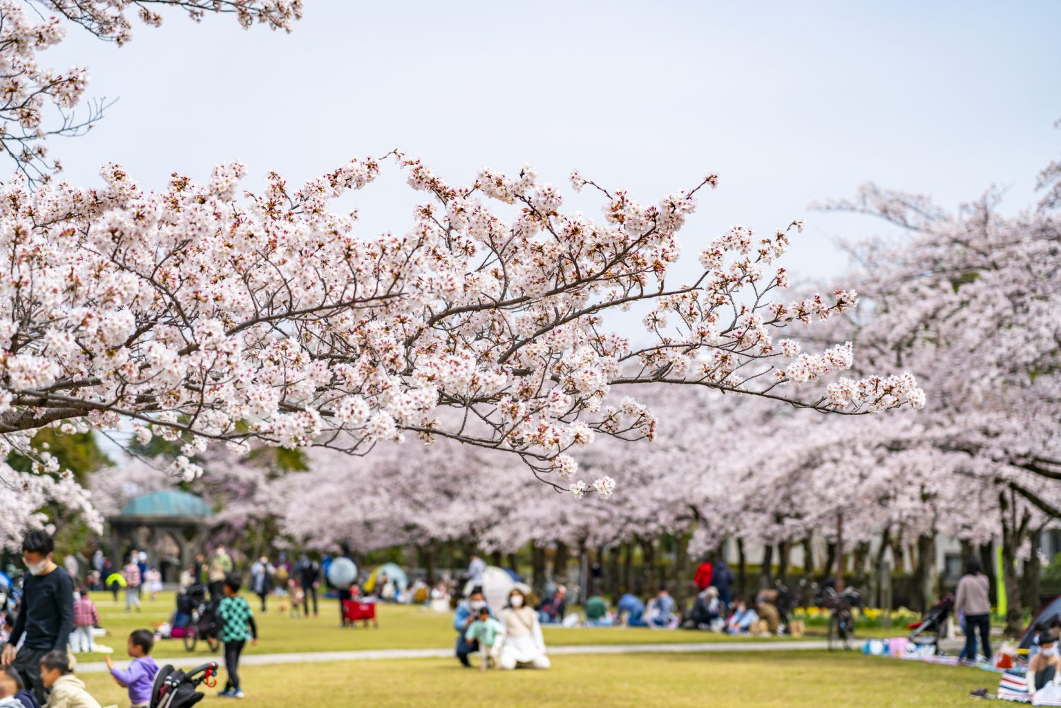 満開の桜の下でお花見